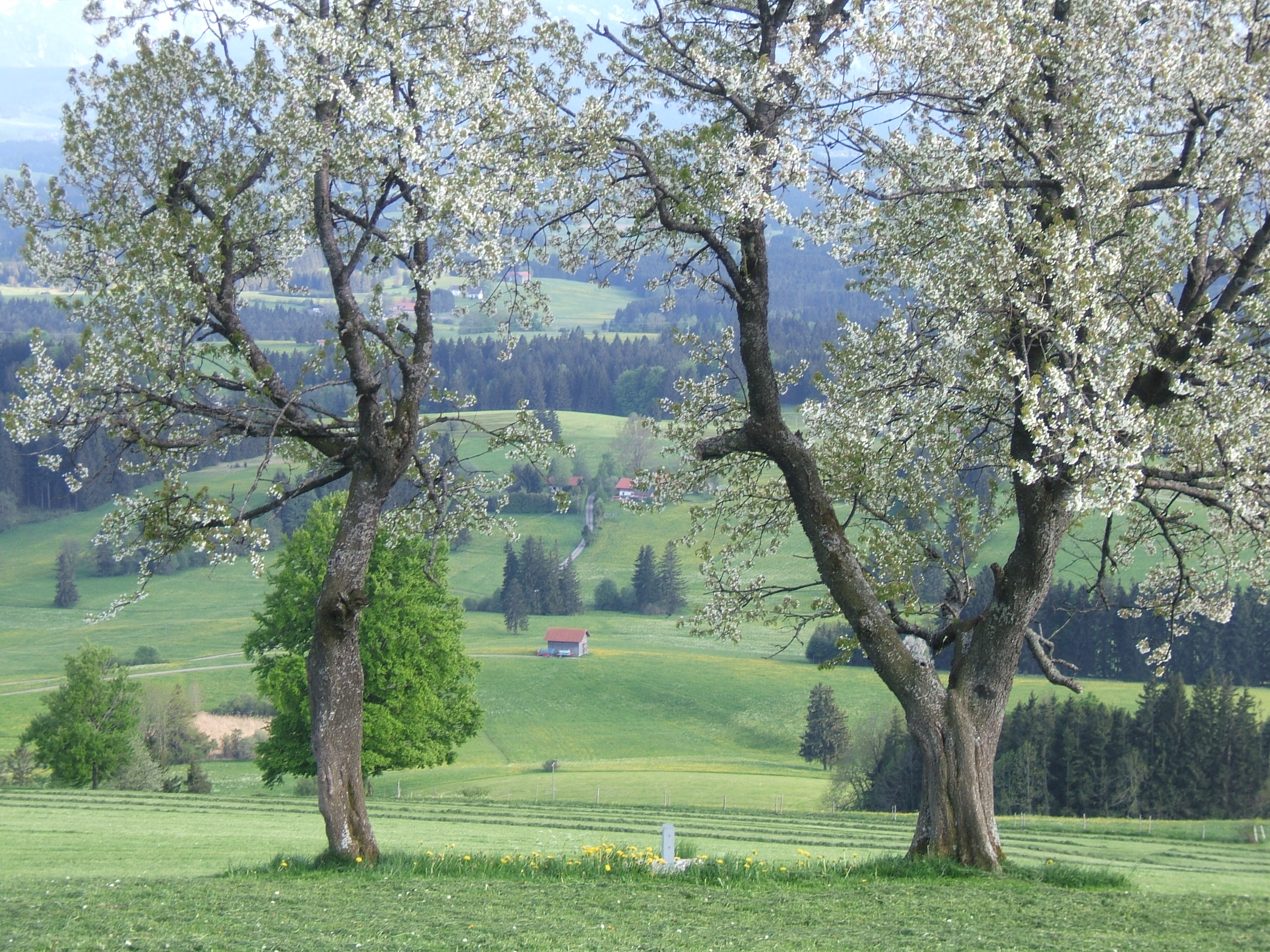 Landschaft im Frühling